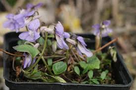 Attēlu rezultāti vaicājumam “Viola reichenbachiana leaf”