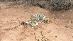 Image result for Hartlepool Coyotes