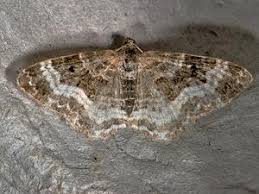 Attēlu rezultāti vaicājumam “Epirrhoe tristata imago”