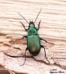 Attēlu rezultāti vaicājumam “Poecilus cupreus”