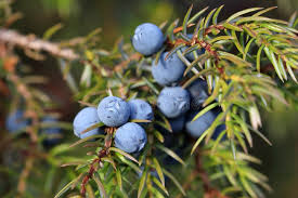 Attēlu rezultāti vaicājumam “Juniperus communis fruit”