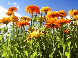 Attēlu rezultāti vaicājumam “Calendula officinalis flower”