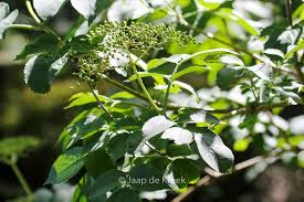 Attēlu rezultāti vaicājumam “Sambucus racemosa leaf”