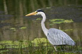 Attēlu rezultāti vaicājumam “Ardea cinerea”