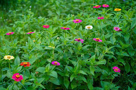 Image result for Zinnia violacea
