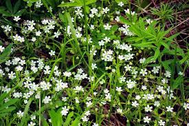 Attēlu rezultāti vaicājumam “Stellaria holostea leaf”