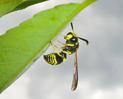 Attēlu rezultāti vaicājumam “Eumenidae”