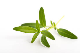 Image result for Ysop