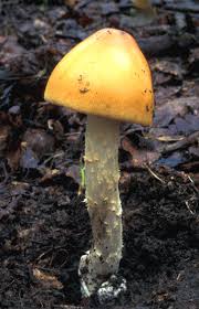Attēlu rezultāti vaicājumam “Amanita crocea”