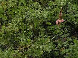 Attēlu rezultāti vaicājumam “Onobrychis arenaria fruit”