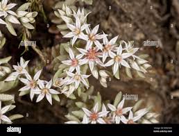 Attēlu rezultāti vaicājumam “Sedum hispanicum flower”