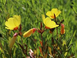 Image result for Nachtkerze