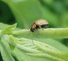 Attēlu rezultāti vaicājumam “Lochmaea caprea”