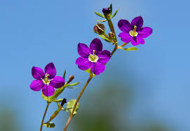 Image result for Legousia speculum-veneris