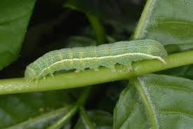Attēlu rezultāti vaicājumam “Orthosia larvae”