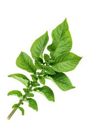 Attēlu rezultāti vaicājumam “Solanum tuberosum leaf”