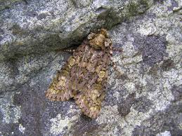 Attēlu rezultāti vaicājumam “Craniophora ligustri”