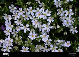 Attēlu rezultāti vaicājumam “Stellaria holostea leaf”