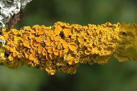 Attēlu rezultāti vaicājumam “Xanthoria parietina”