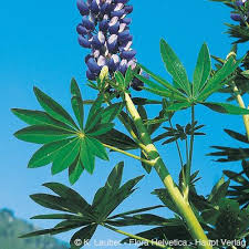 Image result for Lupinus polyphyllus Lindl.