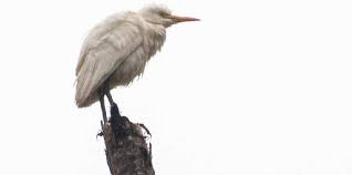 Attēlu rezultāti vaicājumam “Bubulcus ibis”