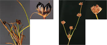 Attēlu rezultāti vaicājumam “Juncus bulbosus leaf”