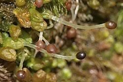 Attēlu rezultāti vaicājumam “Ptilidium pulcherrimum sporophyte”