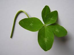 Attēlu rezultāti vaicājumam “Trifolium medium leaf”