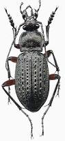 Attēlu rezultāti vaicājumam “Carabus granulatus”