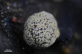 Attēlu rezultāti vaicājumam “Didymium xanthopus macro”