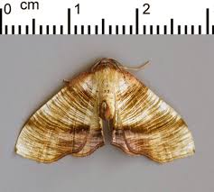 Attēlu rezultāti vaicājumam “Plagodis dolabraria”