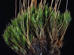 Attēlu rezultāti vaicājumam “Pohlia nutans sporophyte”