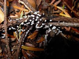 Attēlu rezultāti vaicājumam “Physarum cinereum macro”