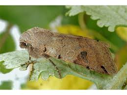 Attēlu rezultāti vaicājumam “Agrochola litura”