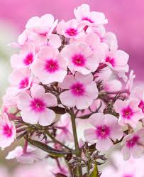Image result for Phlox paniculata `Bright Eyes`