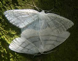 Attēlu rezultāti vaicājumam “Cabera pusaria male”