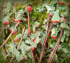 Attēlu rezultāti vaicājumam “Cladonia floerkeana”