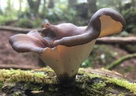 Attēlu rezultāti vaicājumam “Polyporus”