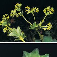 Attēlu rezultāti vaicājumam “Alchemilla vulgaris aggr. leaf”