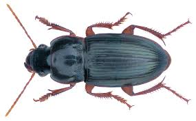 Attēlu rezultāti vaicājumam “Harpalus sp.”