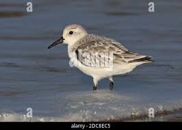 Attēlu rezultāti vaicājumam “Calidris alba adult”