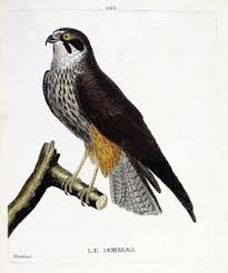 Attēlu rezultāti vaicājumam “Falco subbuteo”