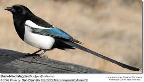 Attēlu rezultāti vaicājumam “Pica pica adult”