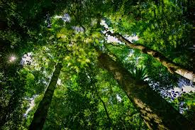 「Mt. Tamborine」的圖片搜尋結果