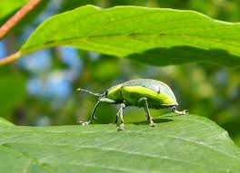 Attēlu rezultāti vaicājumam “Anacampsis blatariella”