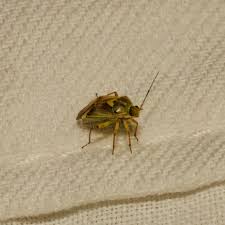 Attēlu rezultāti vaicājumam “Lygus pratensis nymph”