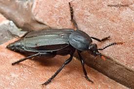 Attēlu rezultāti vaicājumam “Necrodes littoralis”