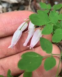 Image result for Adlumia cirrhosa