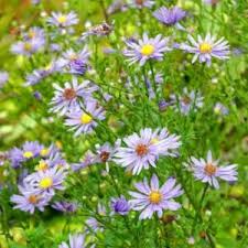 Image result for Aster lanceolatus