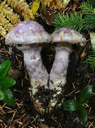 Attēlu rezultāti vaicājumam “Cortinarius traganus”